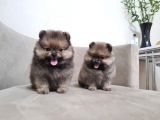 Teddy Pomerani̇an Boo Yavrular