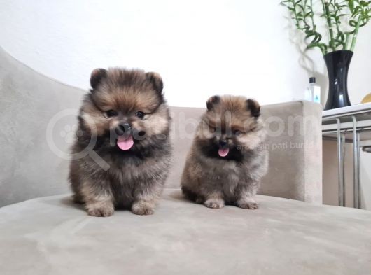 Teddy Pomerani̇an Boo Yavrular