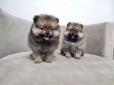 Teddy Pomerani̇an Boo Yavrular