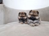 Teddy Pomerani̇an Boo Yavrular