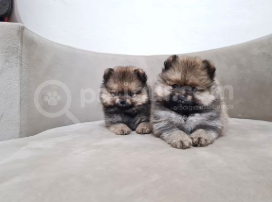 Teddy Pomerani̇an Boo Yavrular görsel