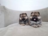 Teddy Pomerani̇an Boo Yavrular