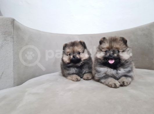 Teddy Pomerani̇an Boo Yavrular görsel