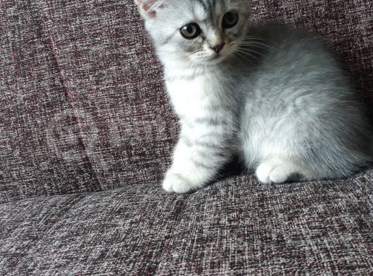 Long Hair Ve Shorthair Bebekler görsel