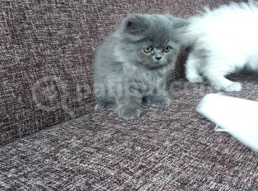 Long Hair Ve Shorthair Bebekler görsel