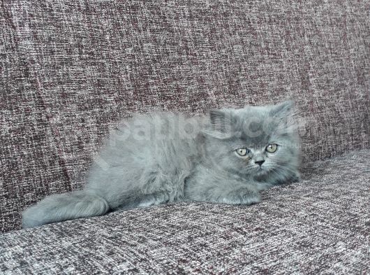 Long Hair Ve Shorthair Bebekler görsel