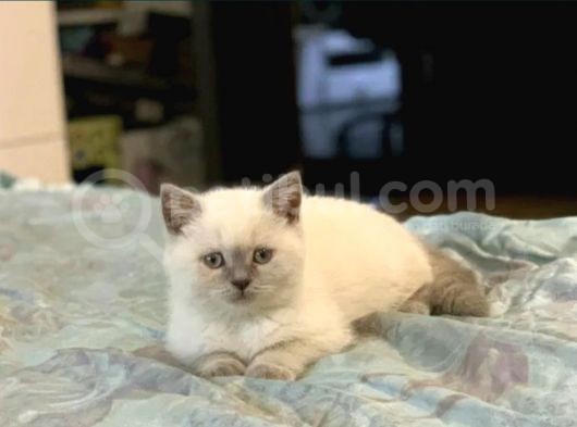 Long Hair Ve Shorthair Bebekler görsel