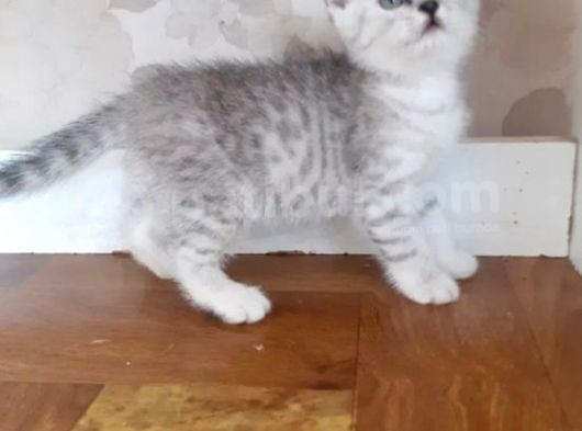 Long Hair Ve Shorthair Bebekler