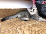 3 Aylık Golden British Shorthair Yavrular