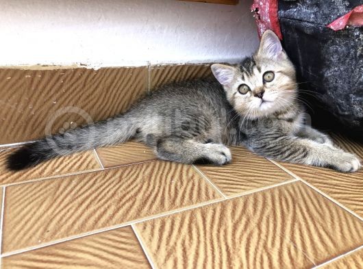 3 Aylık Golden British Shorthair Yavrular görsel