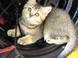 3 Aylık Golden British Shorthair Yavrular