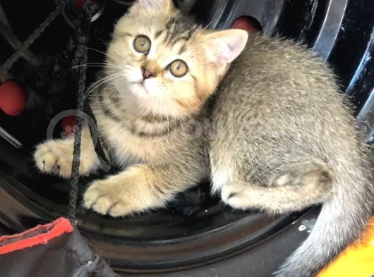 3 Aylık Golden British Shorthair Yavrular görsel