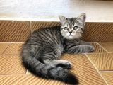 3 Aylık Golden British Shorthair Yavrular