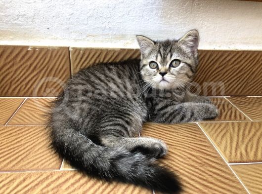 3 Aylık Golden British Shorthair Yavrular görsel