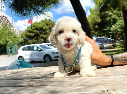 Sıfır Numara Maltese Sevimli Bebekler