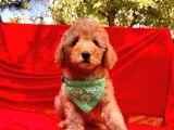 Toy Sevimli Poodle Yavrular