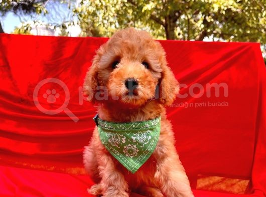 Toy Sevimli Poodle Yavrular