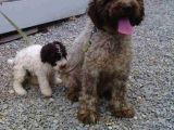 Üretim Çiftliğinden Lagotto Romagnolo Yavruları