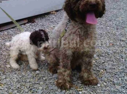 Üretim Çiftliğinden Lagotto Romagnolo Yavruları görsel