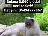 Oğlumuz Pablo Kayıp