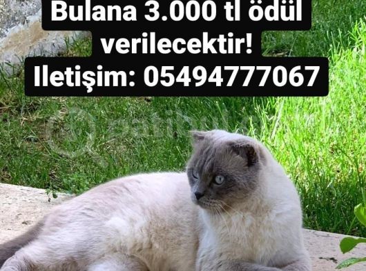 Oğlumuz Pablo Kayıp