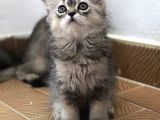3 Aylık Golden British Shorthair Yavrular