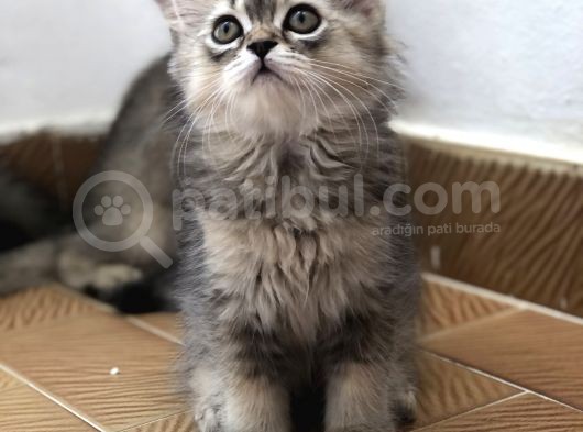 3 Aylık Golden British Shorthair Yavrular görsel