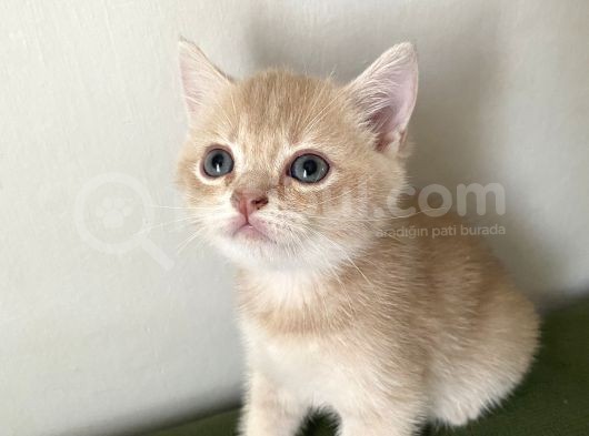 2 Aylik  Cream Golden  Blue Golden Di̇şi̇ Yavrular Sahi̇plenmeye Hazir Yer İstanbul görsel