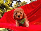 Toy Sevimli Poodle Yavrular