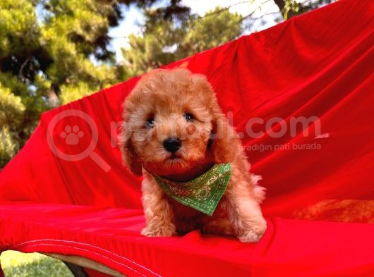 Toy Sevimli Poodle Yavrular görsel