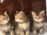 3 Aylık Golden British Shorthair Yavrular