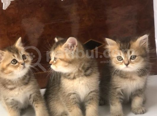 3 Aylık Golden British Shorthair Yavrular görsel