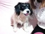 Terrier Cinsi Albert'ımız Kayıp