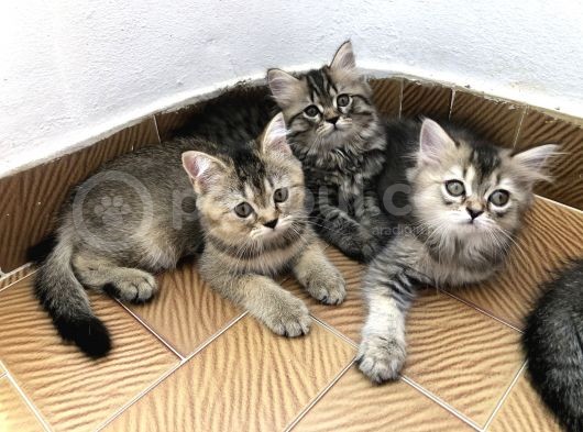 3 Aylık Golden British Shorthair Yavrular görsel