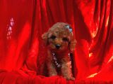 Red Dişi Toy Poodle Yavrumuz