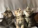 3 Aylık Golden British Shorthair Yavrular