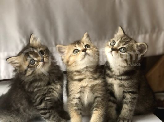 3 Aylık Golden British Shorthair Yavrular görsel