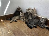 3 Aylık Golden British Shorthair Yavrular