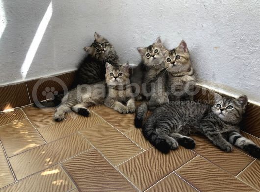 3 Aylık Golden British Shorthair Yavrular