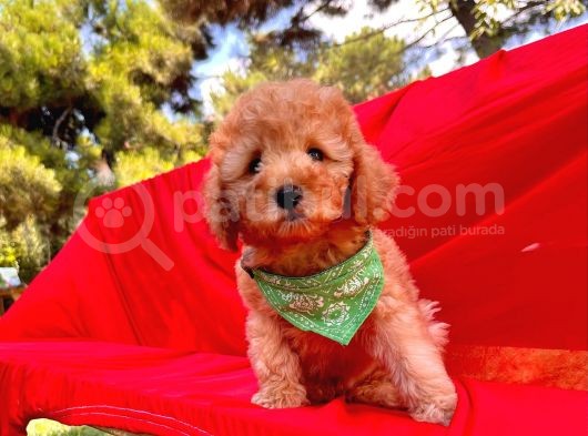 Toy Sevimli Poodle Yavrular görsel