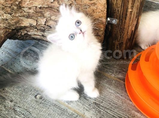 İran Kedisi görsel