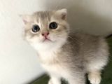 2 Aylik  Cream Golden  Blue Golden Di̇şi̇ Yavrular Sahi̇plenmeye Hazir Yer İstanbul