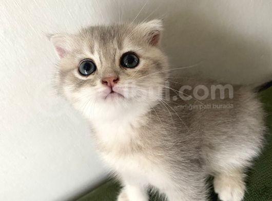 2 Aylik  Cream Golden  Blue Golden Di̇şi̇ Yavrular Sahi̇plenmeye Hazir Yer İstanbul görsel