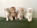 2 Aylik  Cream Golden  Blue Golden Di̇şi̇ Yavrular Sahi̇plenmeye Hazir Yer İstanbul