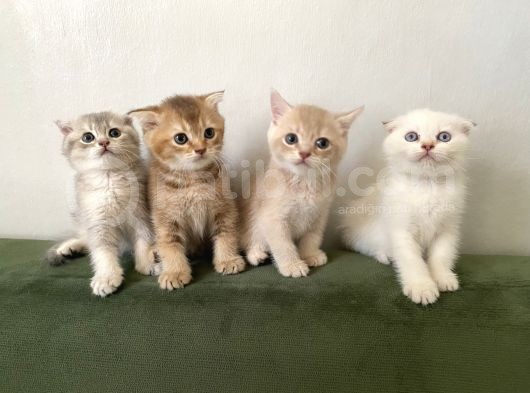 2 Aylik  Cream Golden  Blue Golden Di̇şi̇ Yavrular Sahi̇plenmeye Hazir Yer İstanbul