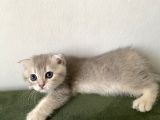 2 Aylik  Cream Golden  Blue Golden Di̇şi̇ Yavrular Sahi̇plenmeye Hazir Yer İstanbul