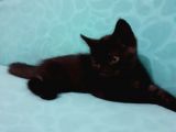 British Shorthair Yavrular
