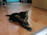 British Shorthair Yavrular