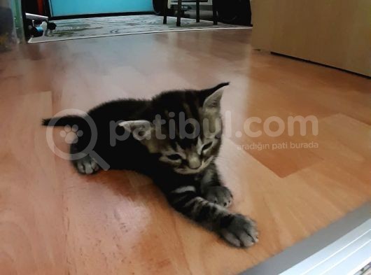 British Shorthair Yavrular görsel