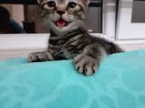 British Shorthair Yavrular